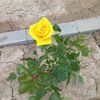 mustafa.43458