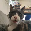 super_cat_haru