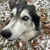 mmwolfje