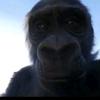 sinori_monkey