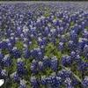 tx_bluebonnet