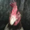 creepergdvn09