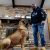 kane_the_boerboel