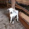 bejofarm123