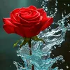 dy90euietadp