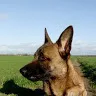 malinoissnickers