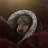 simonellapoisoning
