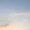 jelasori