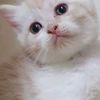 wongpakisformoza