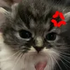 gialinh_gialinh293
