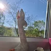 pepina_the_giraffe0