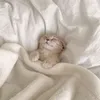 sabaisacat