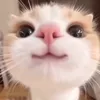 jpsvrm