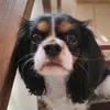 Meli