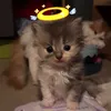 merlpotatoes