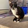 catzeke
