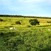 julioalvino