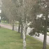 anassaqer0