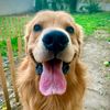 finn_the_boy_dog