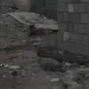 abukezr