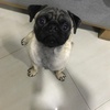 berlinthepug