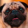 brucitothepug