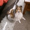 triptheshetlandsheepdog1