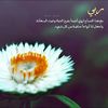 goldenrose2334