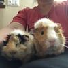 guineapigmomm