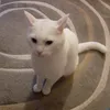 gojo.cat68