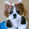 shihtzu_malinka