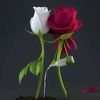 itx__asad42