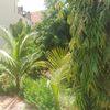 lafialop