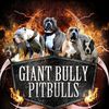 giant_bully_pitbulls