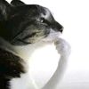 meowpoppins