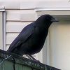 crows.note