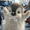 onty_rr4h