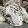 iyainaja710