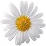 daisytapping
