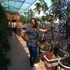 hananenejjar2
