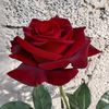 lety_5647