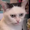 sempollo