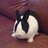 gio_paisleythebunny1