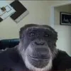 monkeyisbetterthanyou28