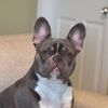 thor_the_french_bulldog