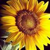 girasoles0379