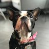 frenchiemila