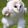 tyccx_