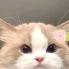 embechipk