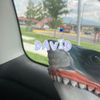 david.the.shark